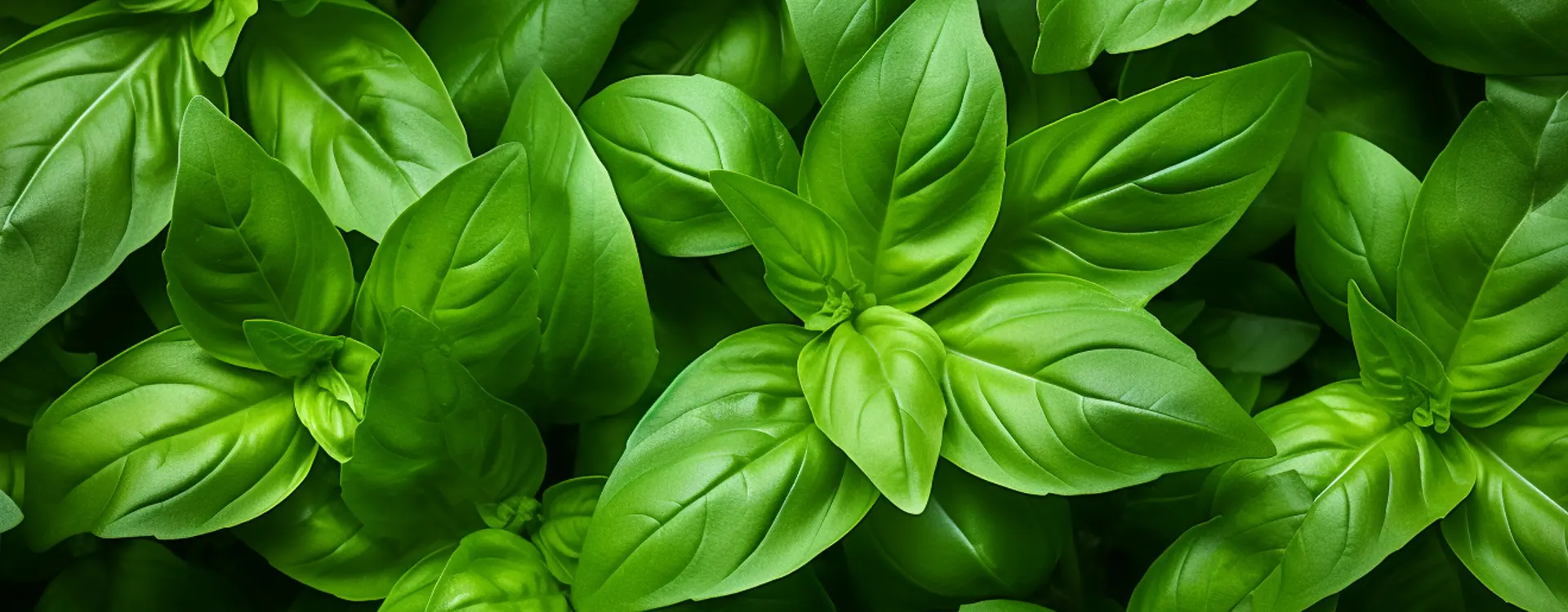 Basil Image