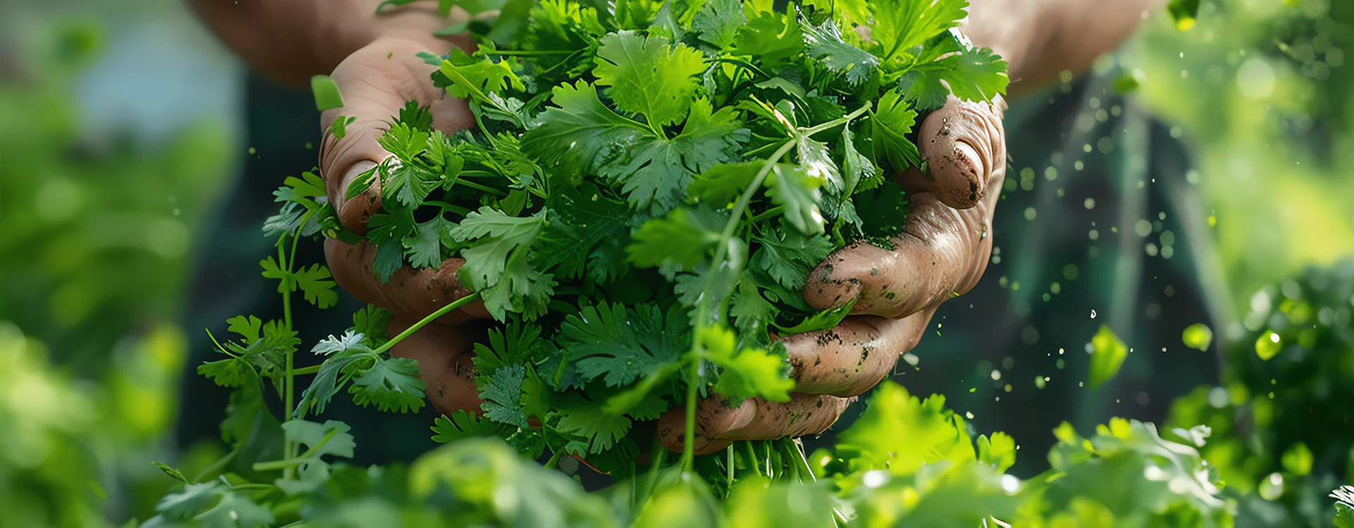 coriander-leaves Image