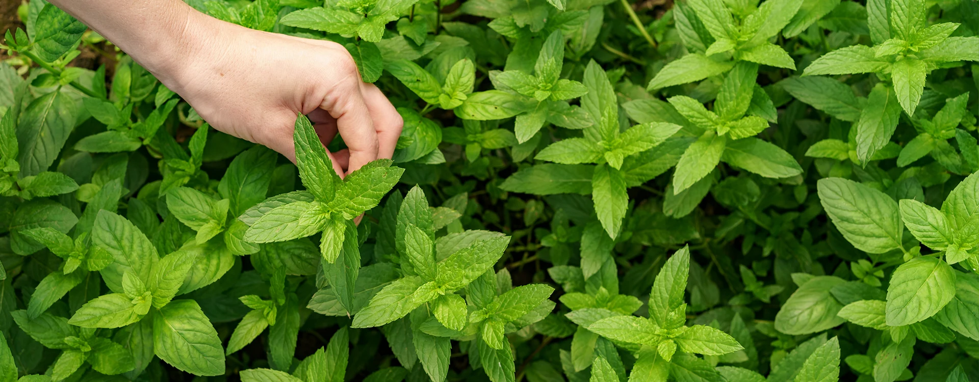 Mint Spinach Image