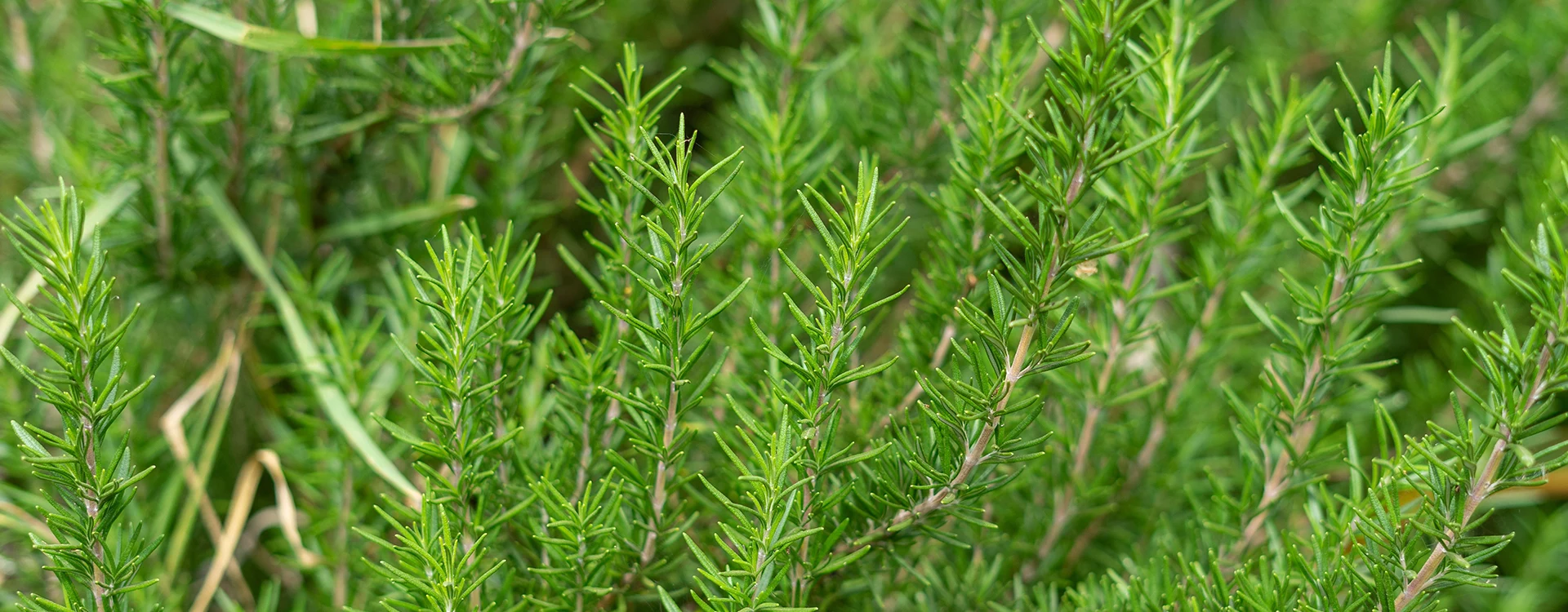 Rosemary Image