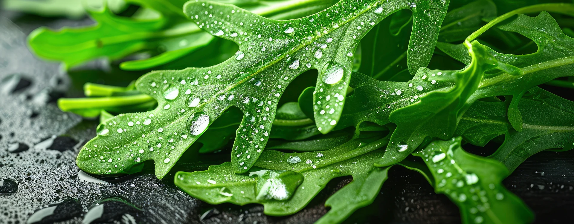 Rucola Herbs  Image