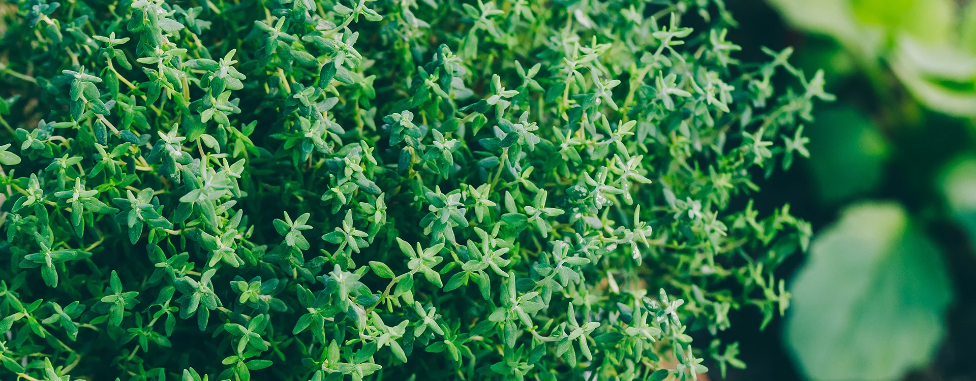  Lemon Thyme Image